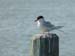 Common Tern, copyright Fine Bird Art