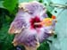 Hibiscus, copyright Fine Bird Art