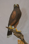 Peregrine falcon, bird carvings